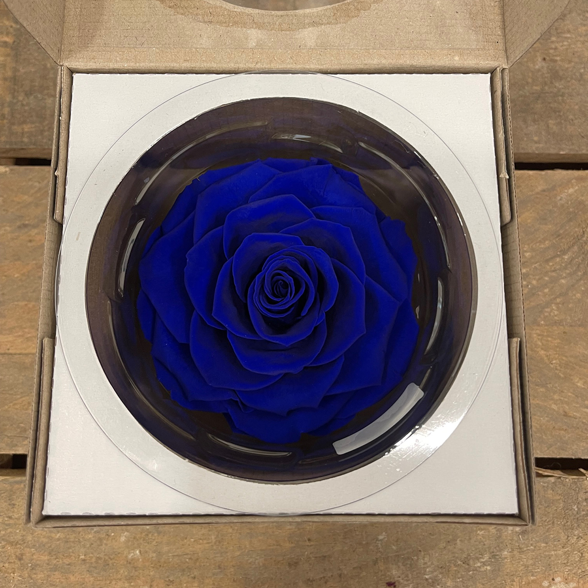 ROSA STABILIZZ. BONITA BLU-03 ---NETTO-------