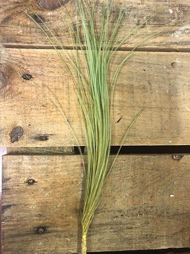 STYPHA PENA BUNCH L45CM. GREEN