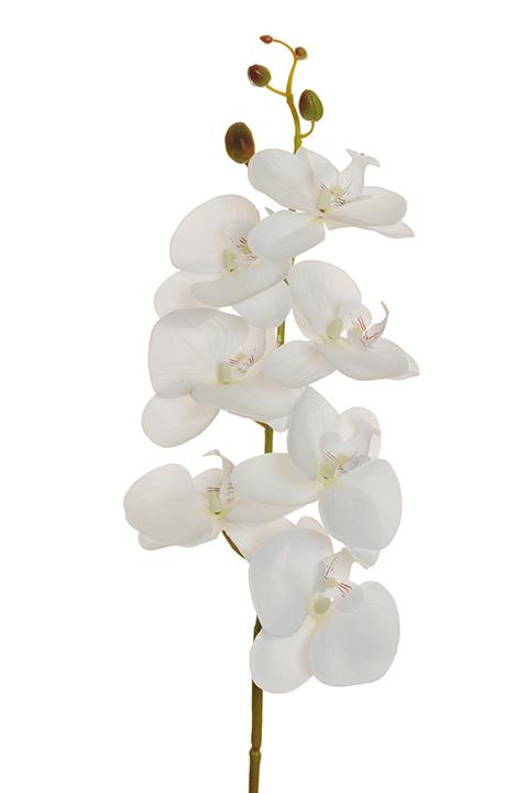 PHALAENOPSIS 7FIORI 89CM. WHITE
