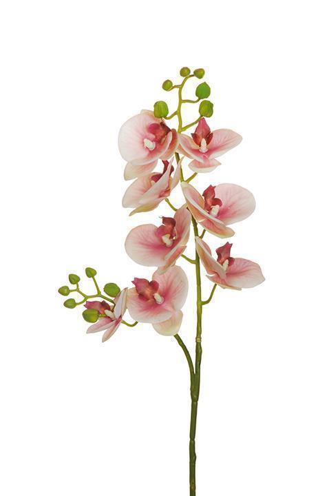 PHALAEN.REAL TOUCH SPRAY X2 80CM. MAU/ CRM