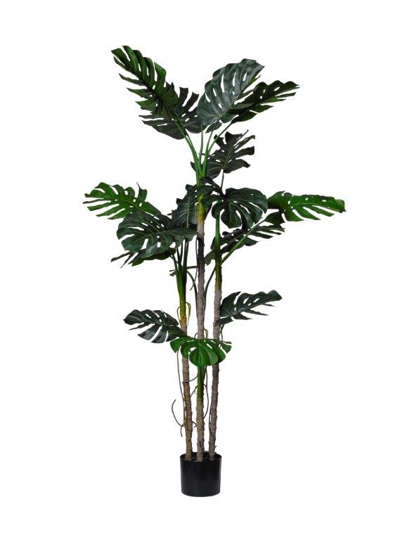 PIANTA MONSTERA X5 H183CM. VERDE