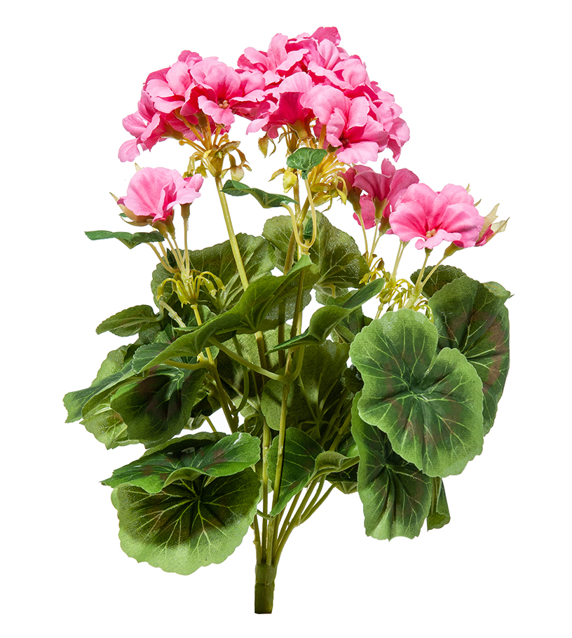 GERANIO 2PZ  CM.38 FUCHSIA --NETTO--------