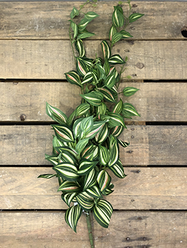 TRADESCANTIA BUSH VINE 80CM. NATURAL