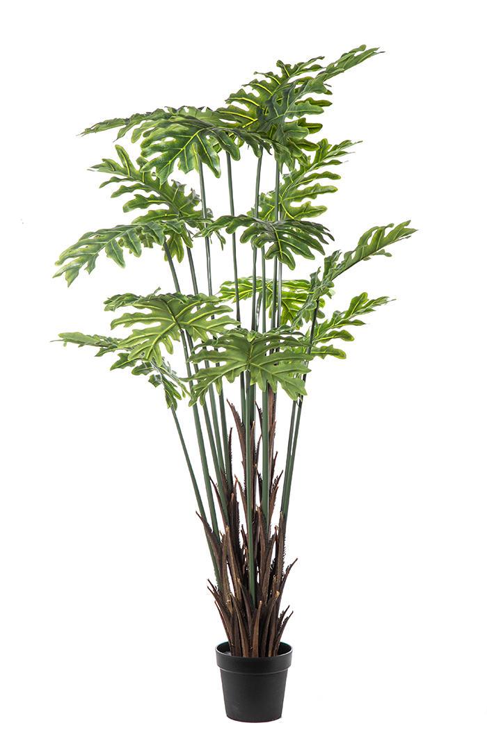 PIANTA PHILOSELLUM 14FOGLIE H170CM.