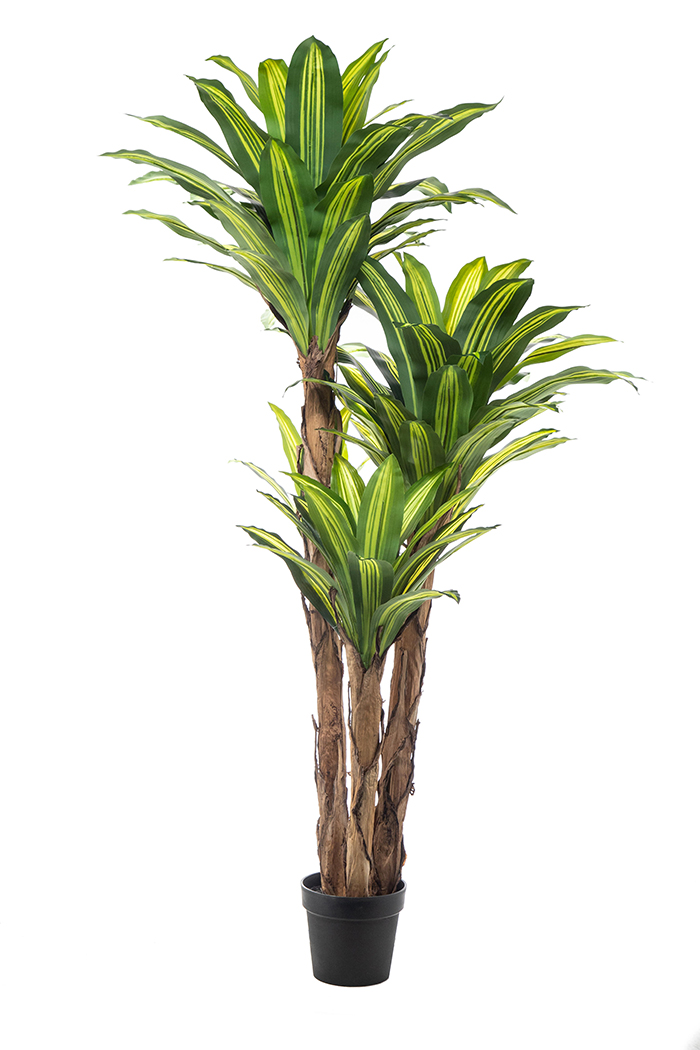 PIANTA DRACENA X3 104 FOGLIE H170CM.