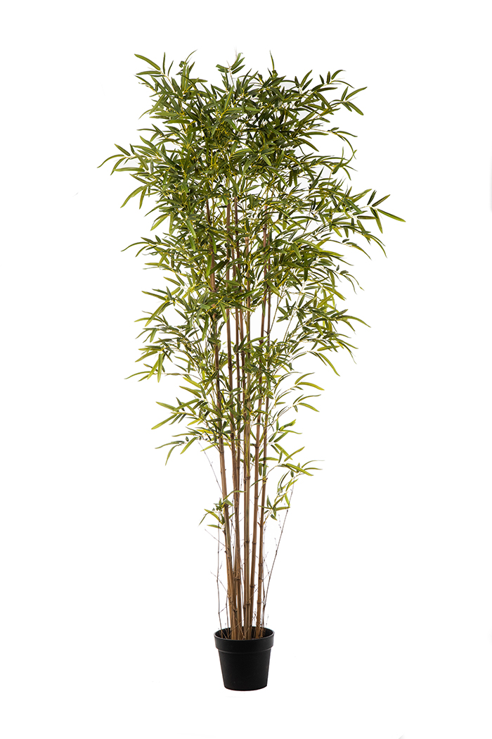 PIANTA BAMBOO 3130 FOGLIE H210CM.