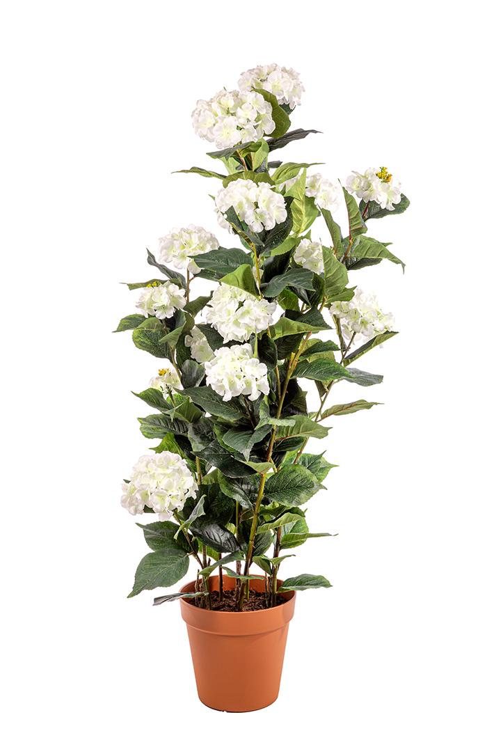 PIANTA HYDRANGEA CON VASO H150CM. BIANCA