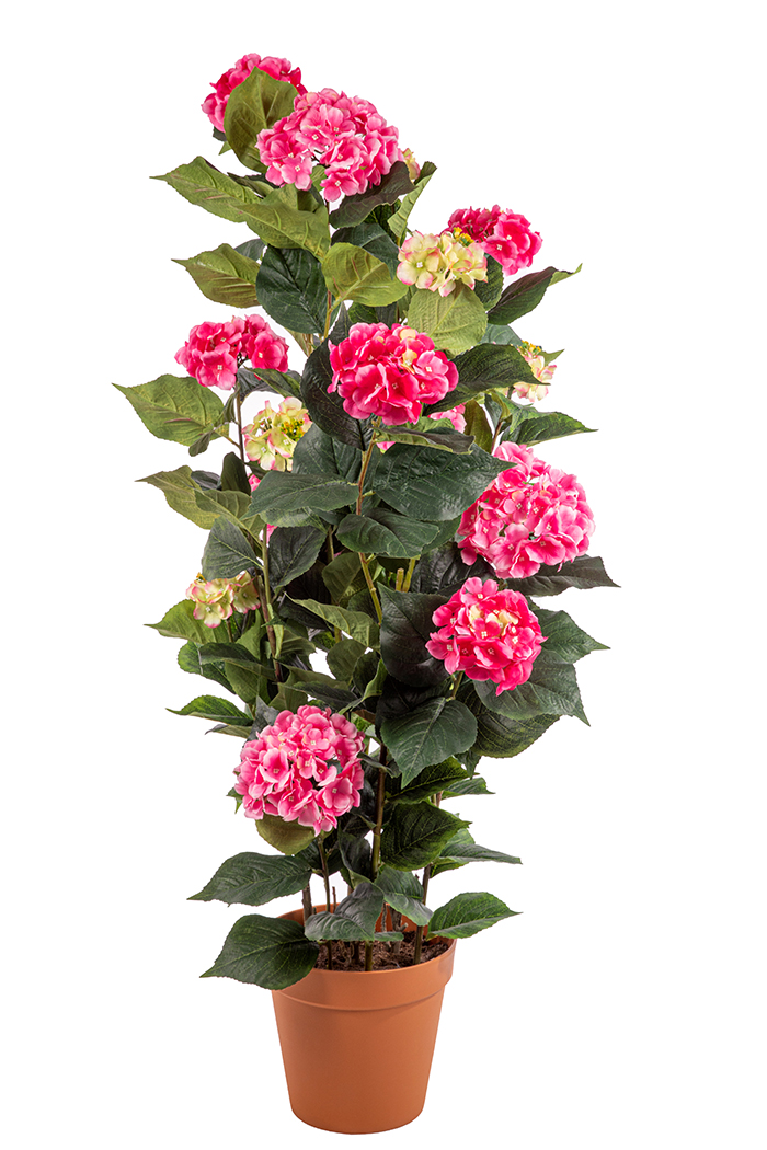 PIANTA HYDRANGEA CON VASO H150CM. ROSA