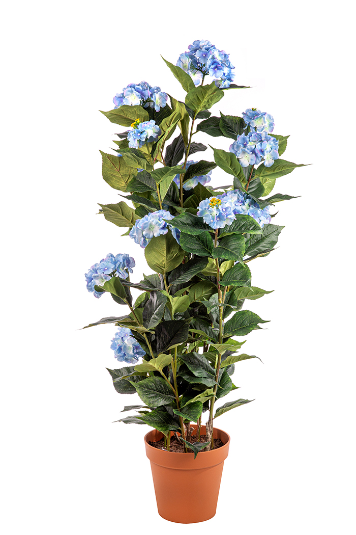 PIANTA HYDRANGEA CON VASO H150CM. AZZURRA