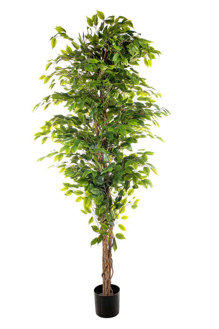 PIANTA FICUS H210CM. 2268FOGLIE