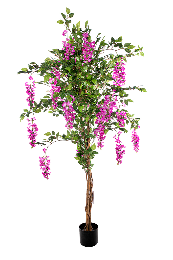 PIANTA GLICINE H180CM. FUCSIA