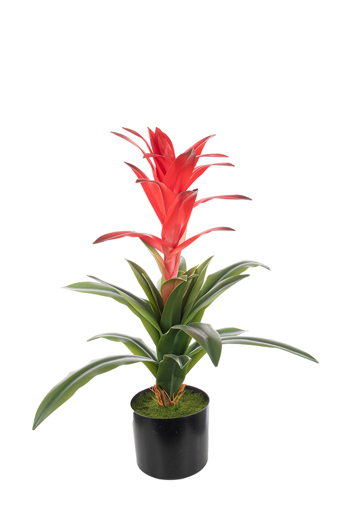 PIANTA GUZMANIA FIORE CORALLO H60CM.C/VASO