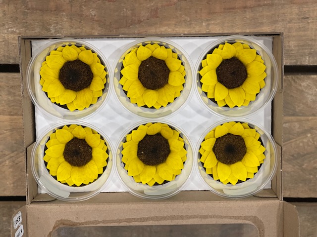 GIRASOLE STAB. 6PZ. XL GIALLO ---NETTO---