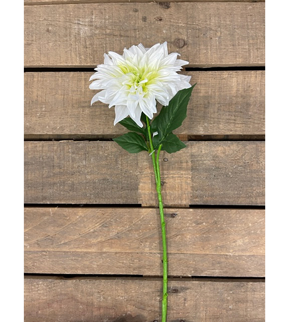 DAHLIA SPRAY X1 WHITE GR.
