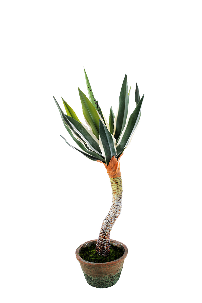 PIANTA DI AGAVE DESMETIANA H57CM. C/VASO