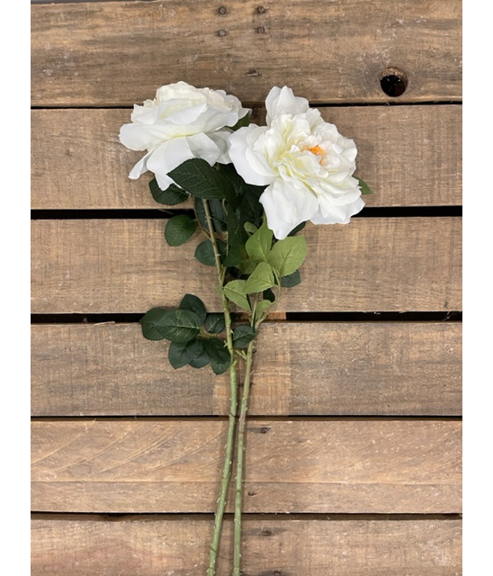 ROSA SINGOLA APERTA 77CM. 2PZ. CREMA