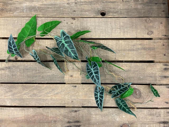 SYNGONIUM GARLAND 100CM. VERDE VAR.