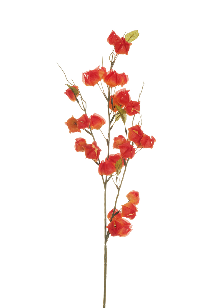 PHISALIS SPRAY X3 83CM. 3PZ. OR/RED  --NETTO-------------