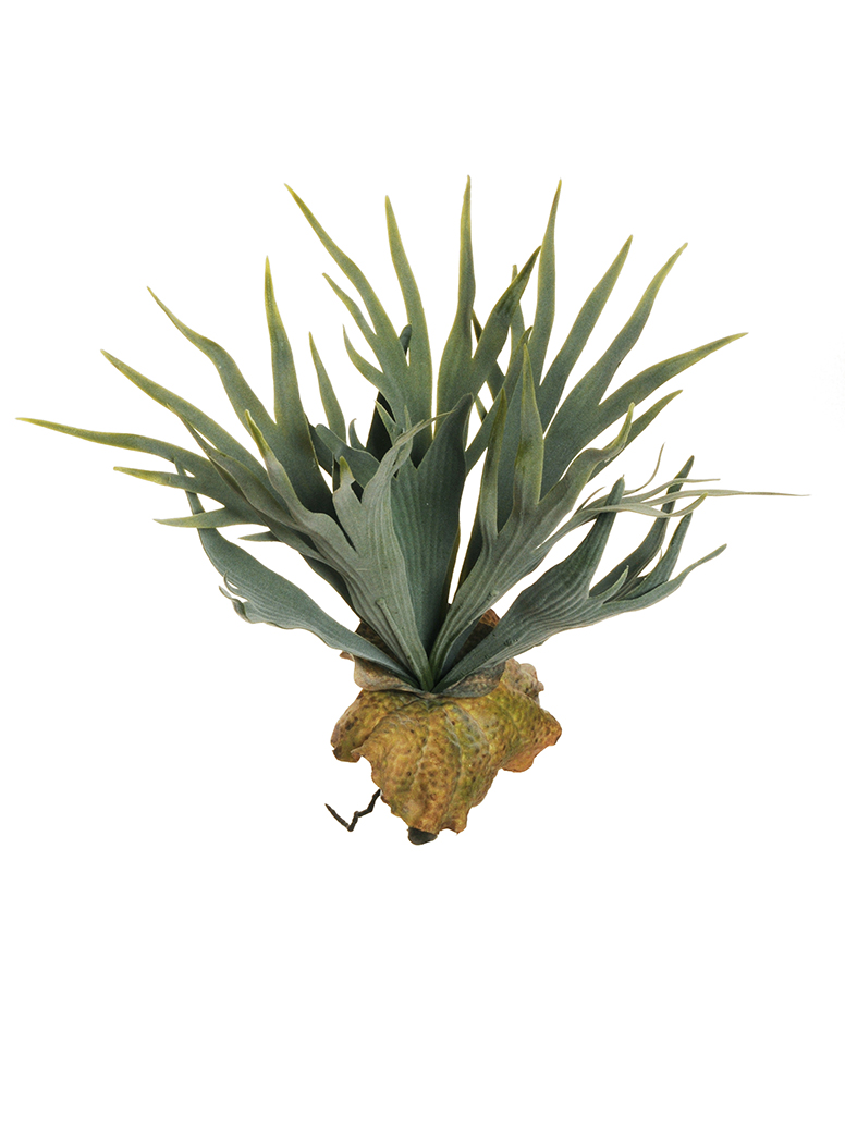 STAGHORN BUSH 10FOGLIE 33CM. VERDE