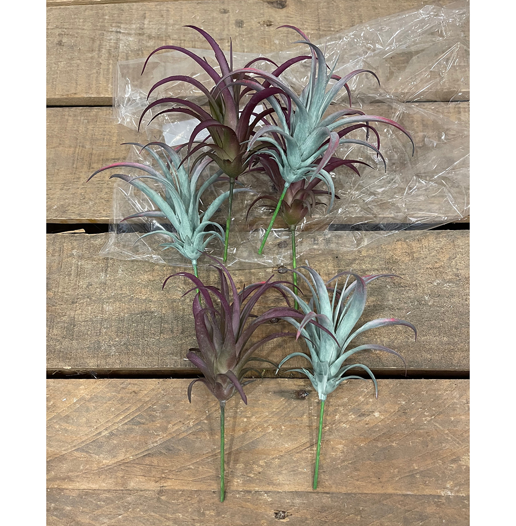 TILLANDSIA MINI BUSH D15 L20CM. 6PZ.ASS