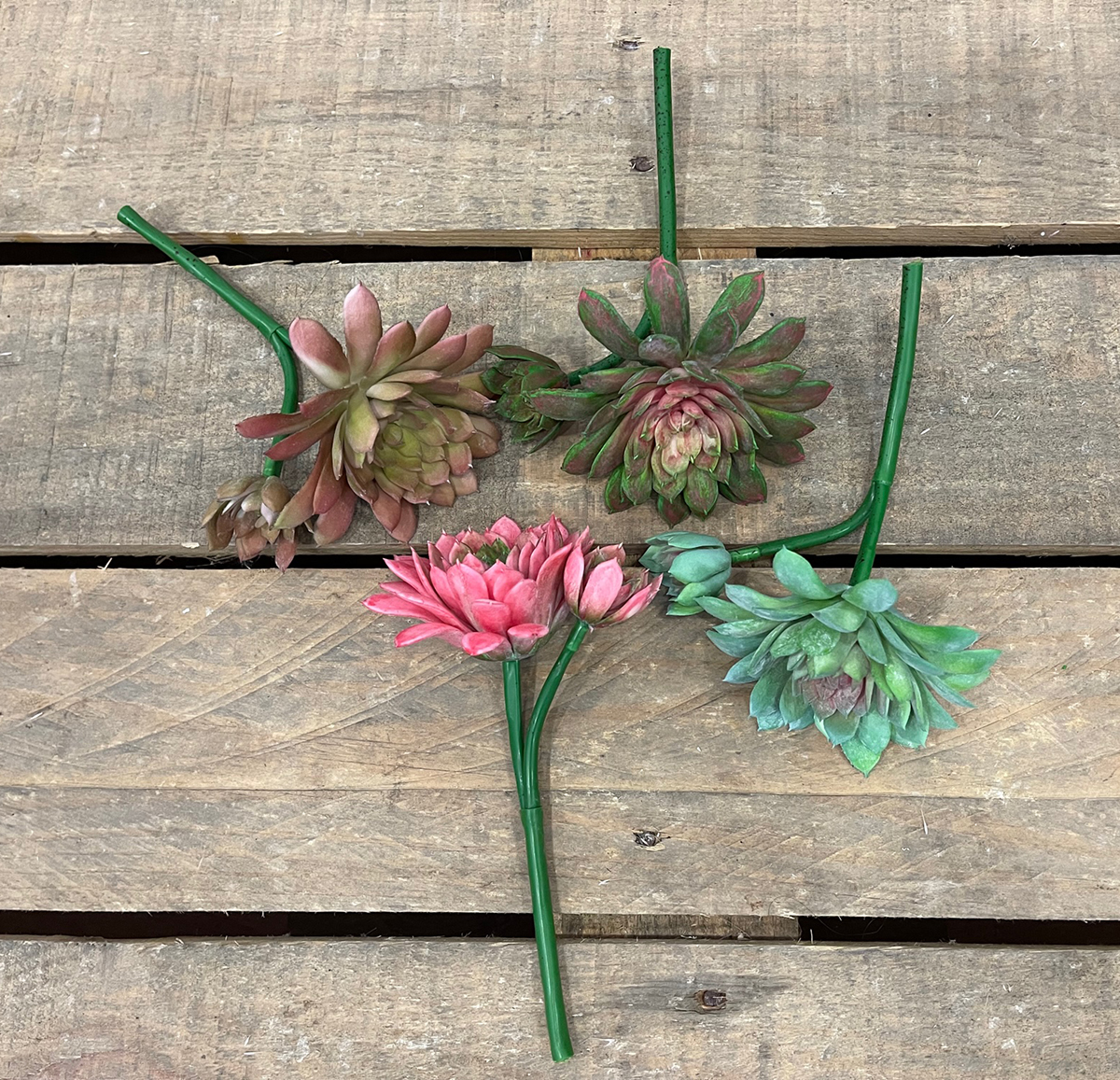 RUBBER SEMPERVIVUM 19CM. 4PZ.ASS.