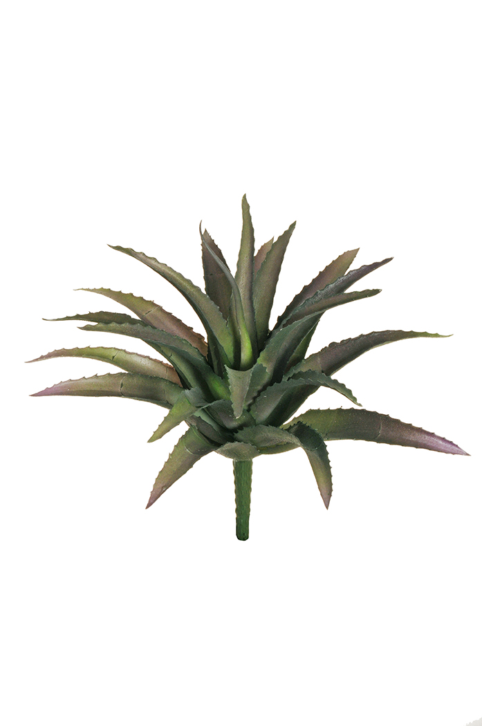 AGAVE BUSH 28CM. VIOLET