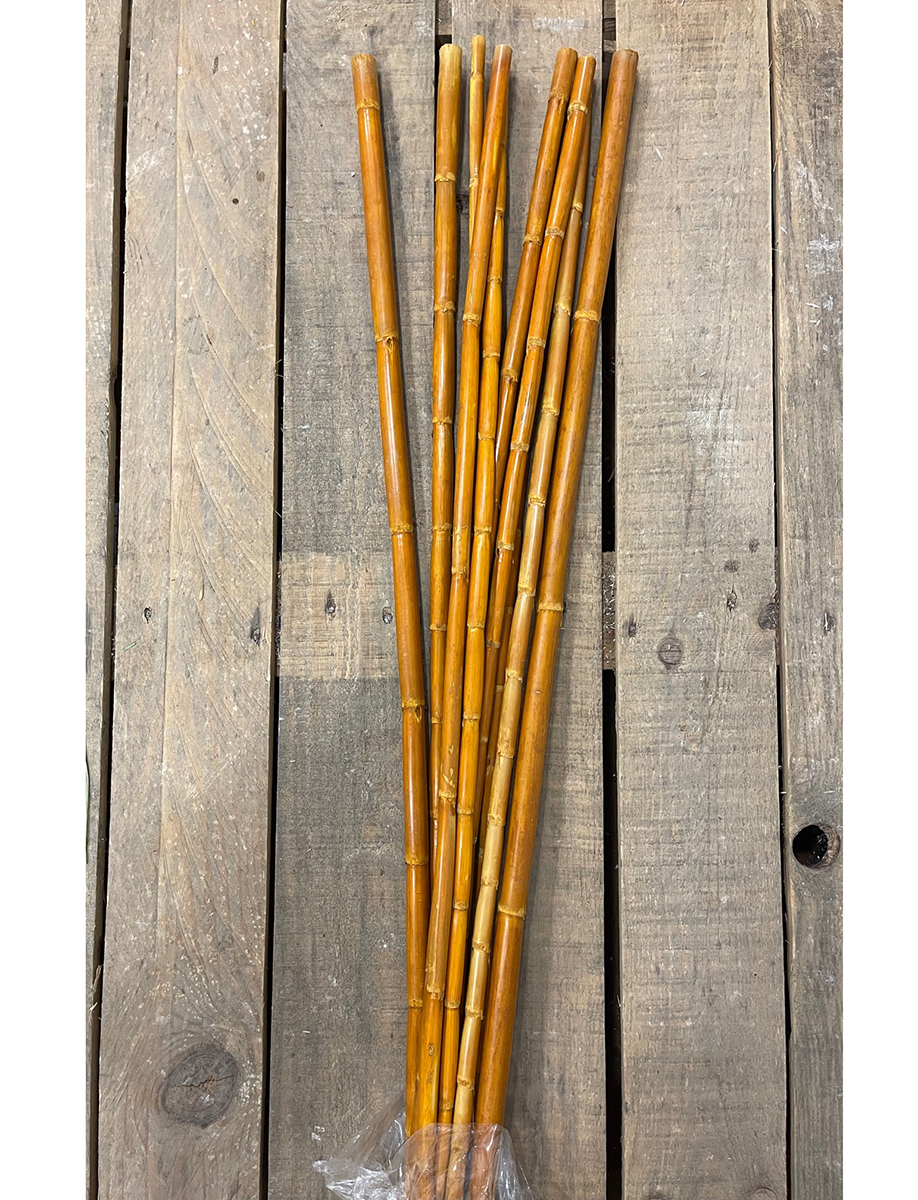 CANNA H1MT. 10PZ. COGNAC