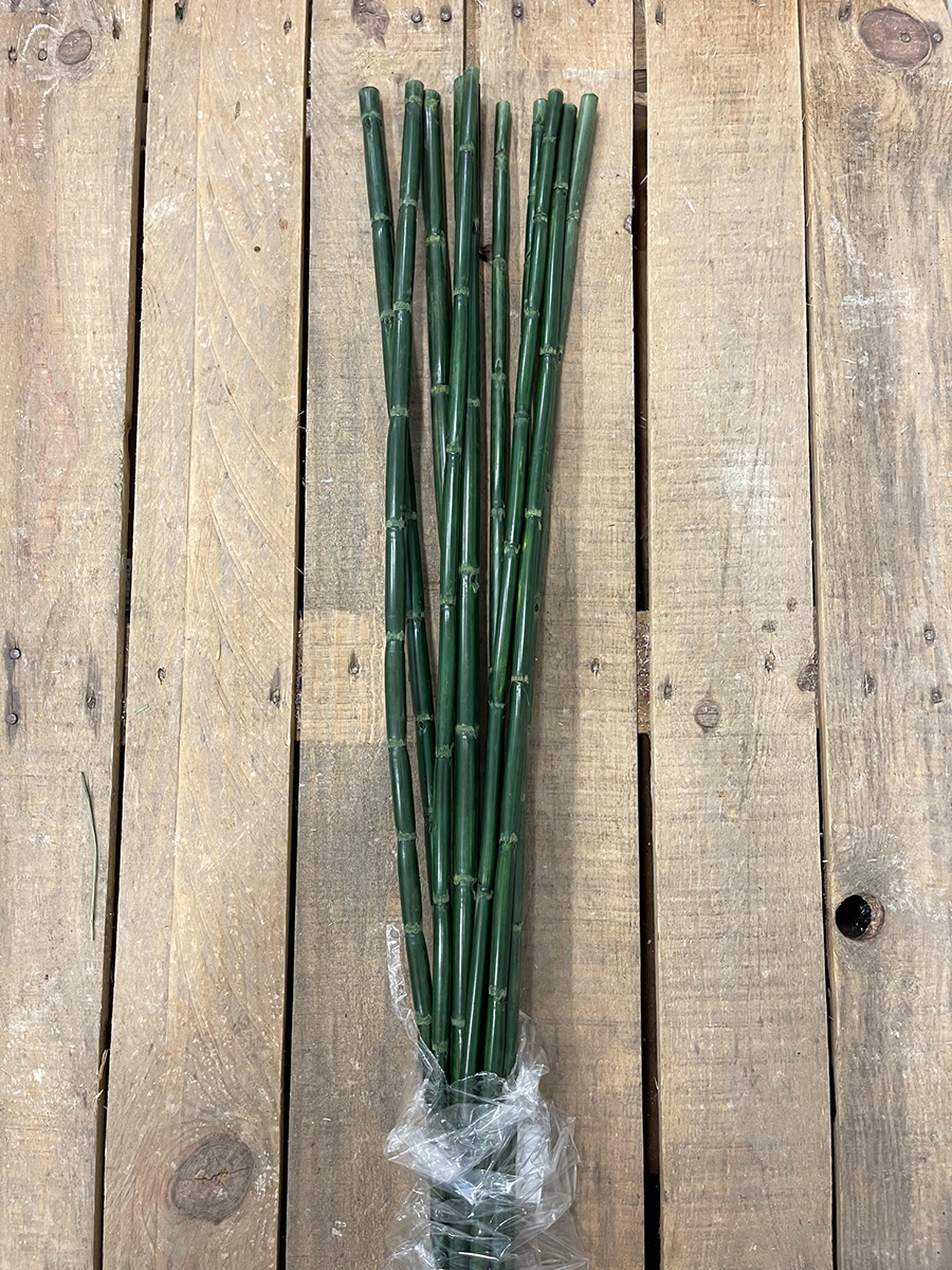 CANNA H1MT. 10PZ. OLIVA
