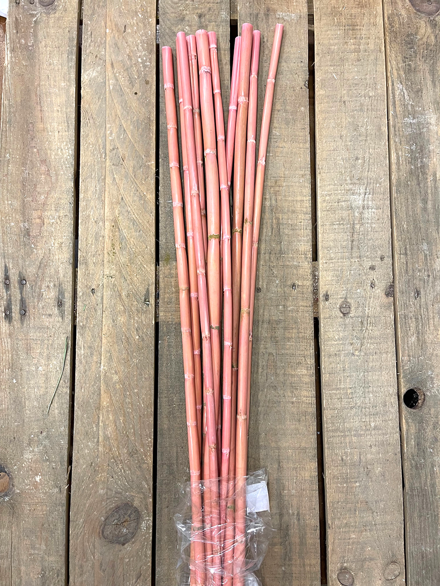 CANNA H1MT. 10PZ. CIPRIA