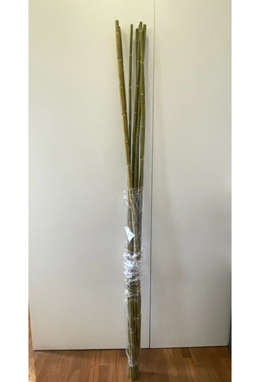 CANNA H2MT. 7PZ. OLIVA