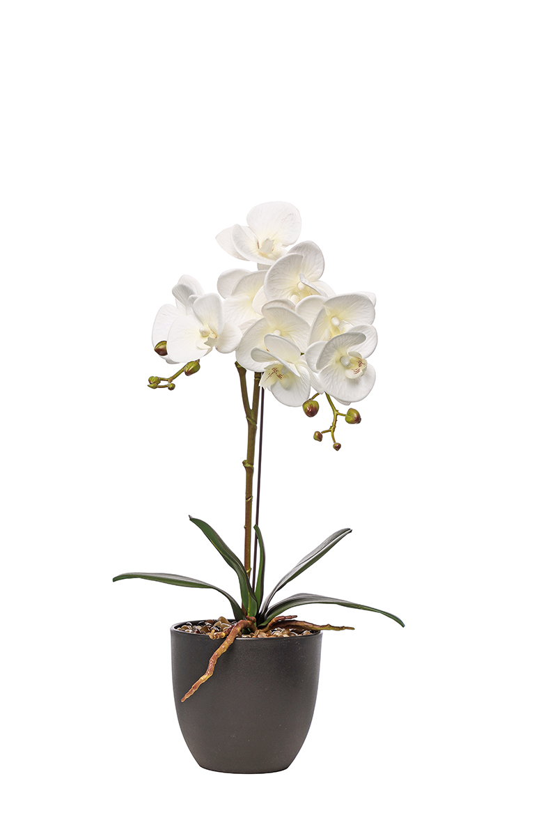 PIANTA PHALAENOPSIS N.TOUCH 1RAMO H55CM.