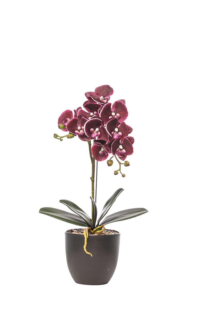 PIANTA PHALAENOPSIS N.TOUCH 1RAMO H55CM.