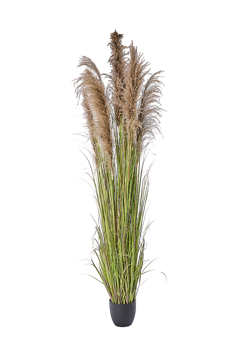 PIANTA PAMPAS H.210CM. C/VASO