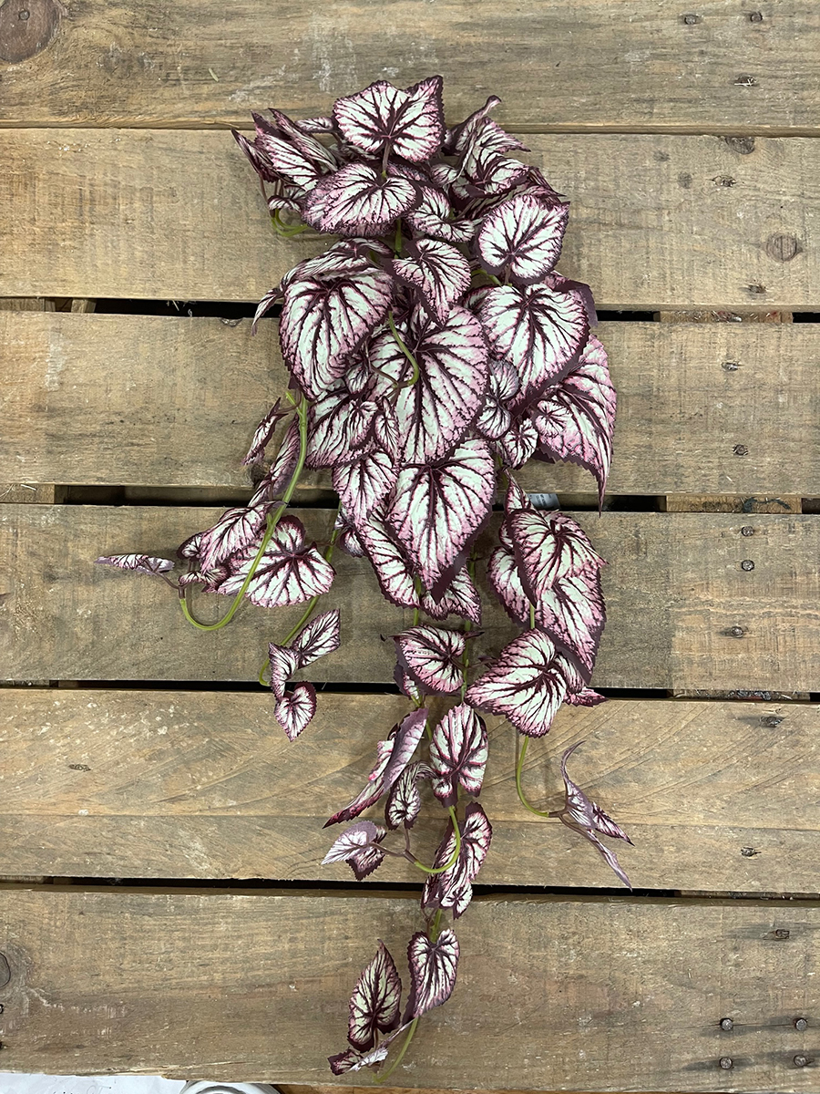 CASCANTE BEGONIA X70 65CM. VER/BORDEAUX