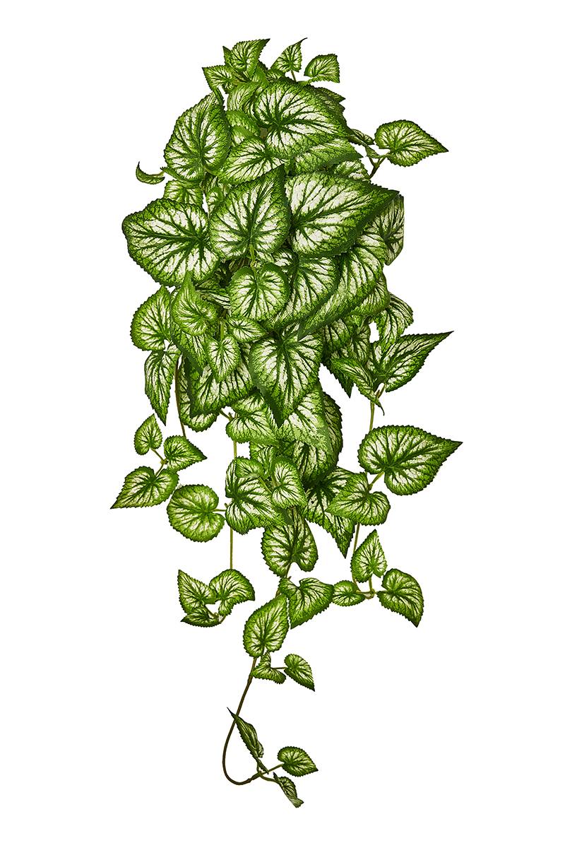 CASCANTE BEGONIA X70 65CM. VERDE