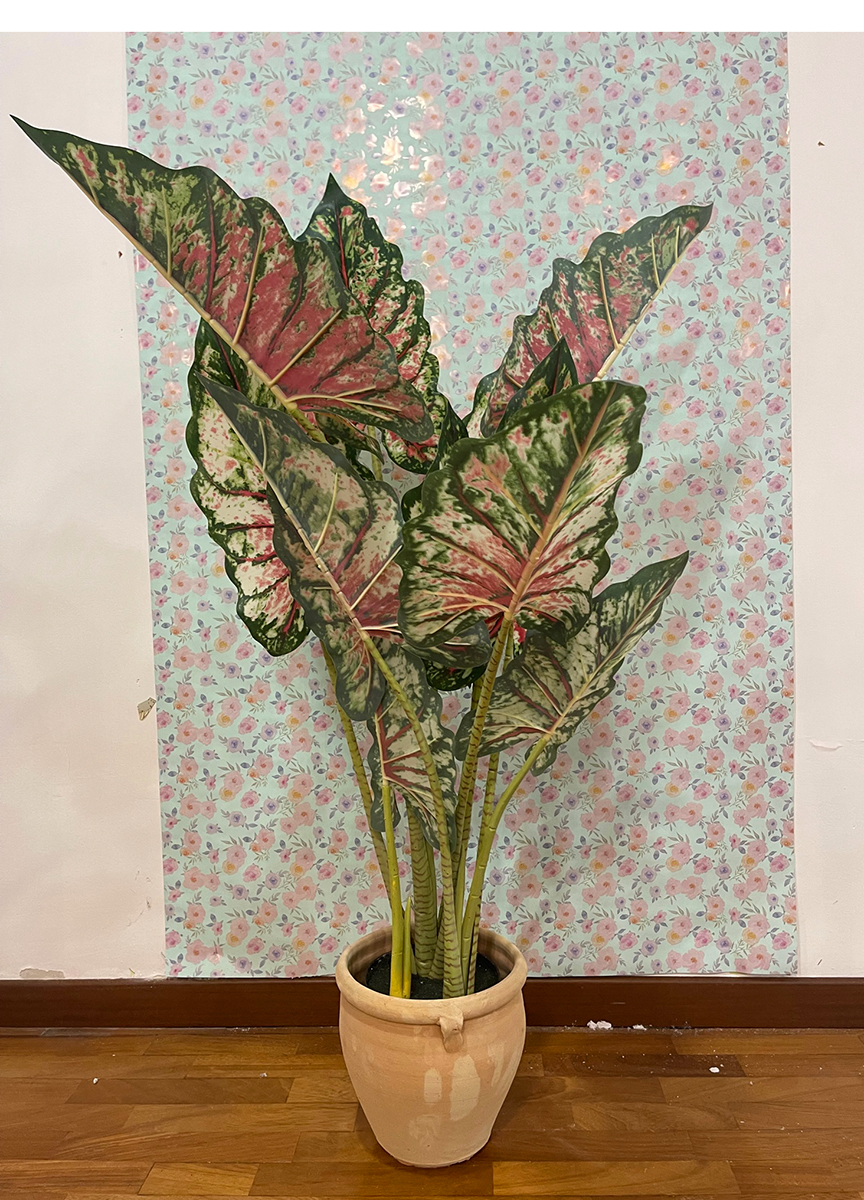 PIANTA CALADIUM IN VASO H.110CM. ROSA MIX