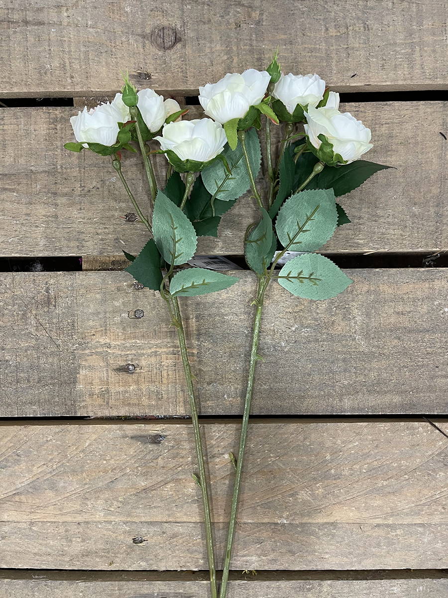 ROSA ENGLISH MINI X4 48CM. 2PEZZI CREMA