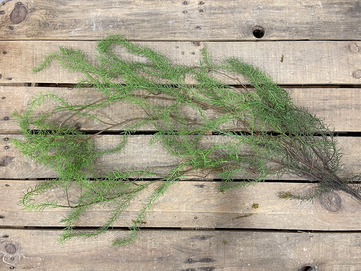 CILIATE DESERT GRASS VINE 143CM. VERDE