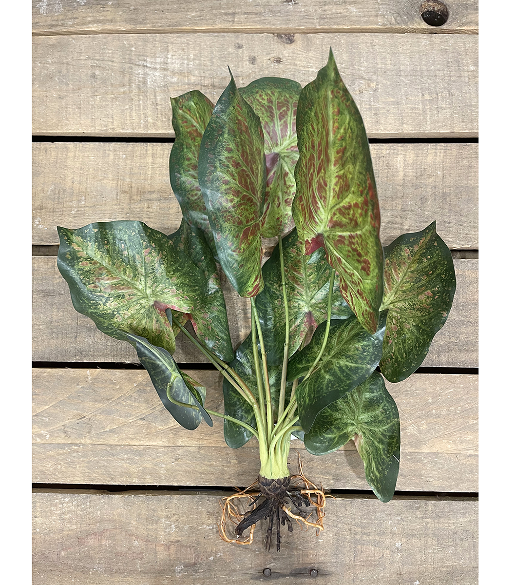 TARO LEAVES X12 55CM. VERDE