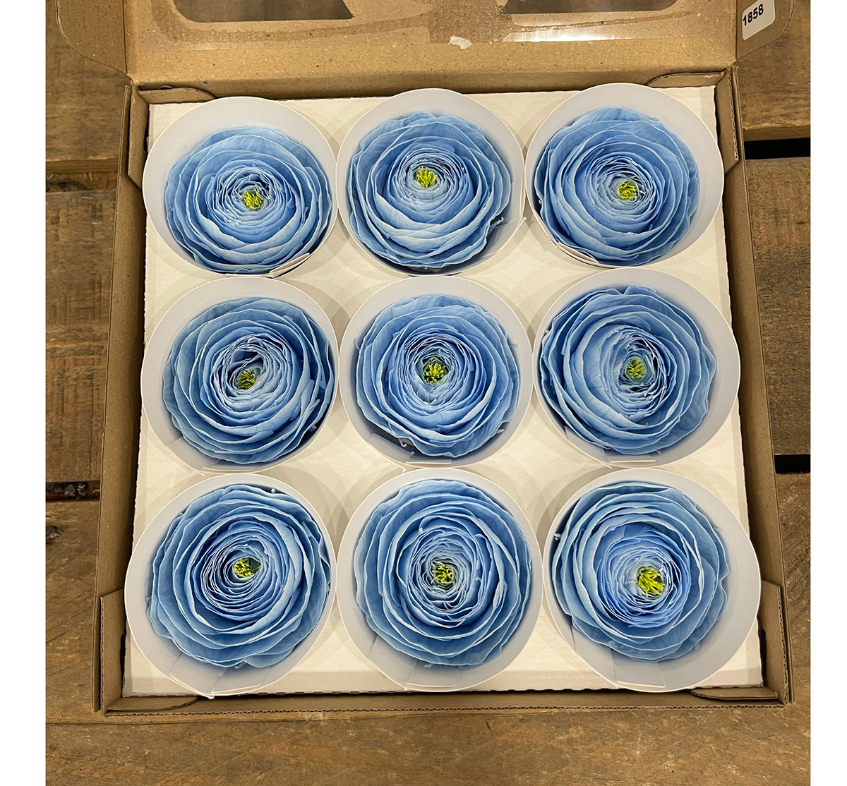 RANUNCOLI STABILIZZ. 9PZ. BLU-89 ---NETTO-------