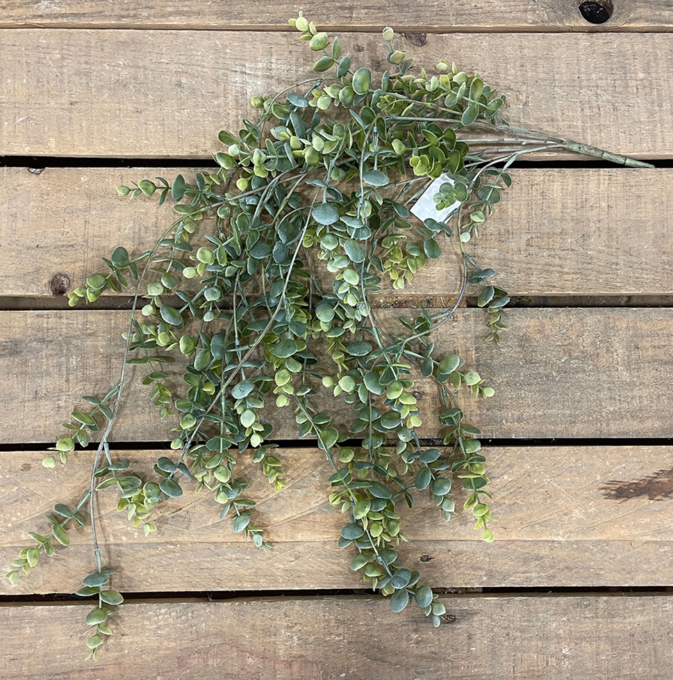 EUCALIPTUS BUSH VINE X5 80CM. VERDE