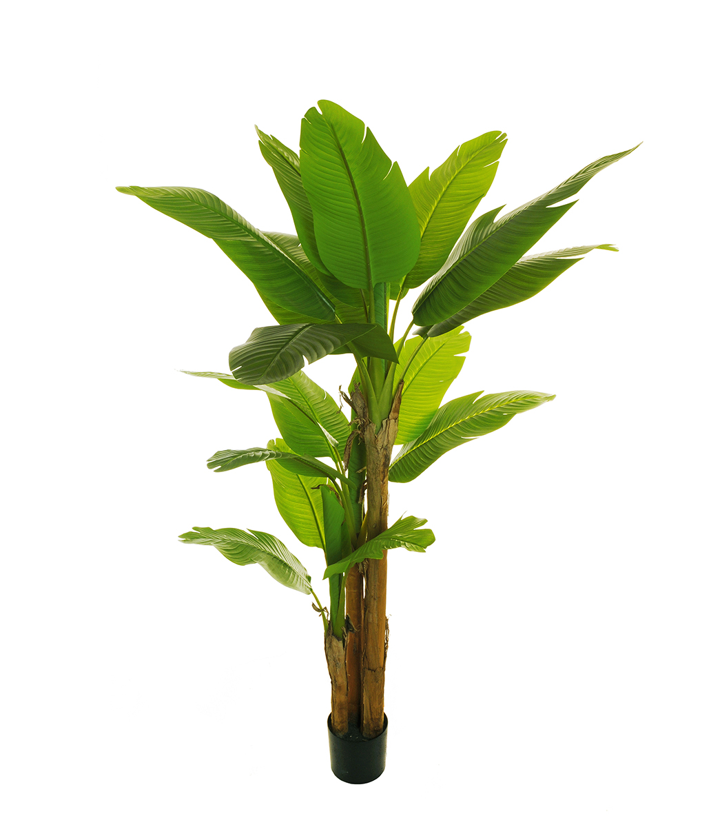PIANTA BANANO H200CM. C/20FOGLIE
