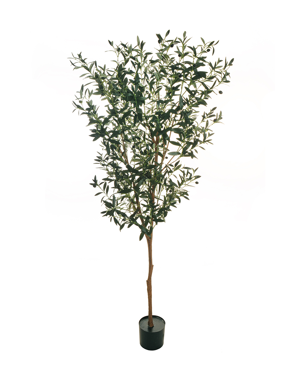 PIANTA ULIVO H180CM. C/810FOGLIE