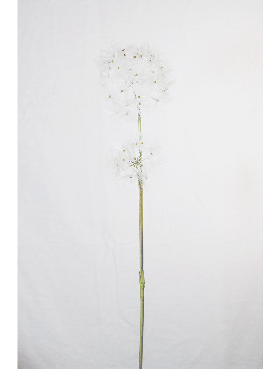 SOFFIONE 2FIORI 90CM. BIANCO