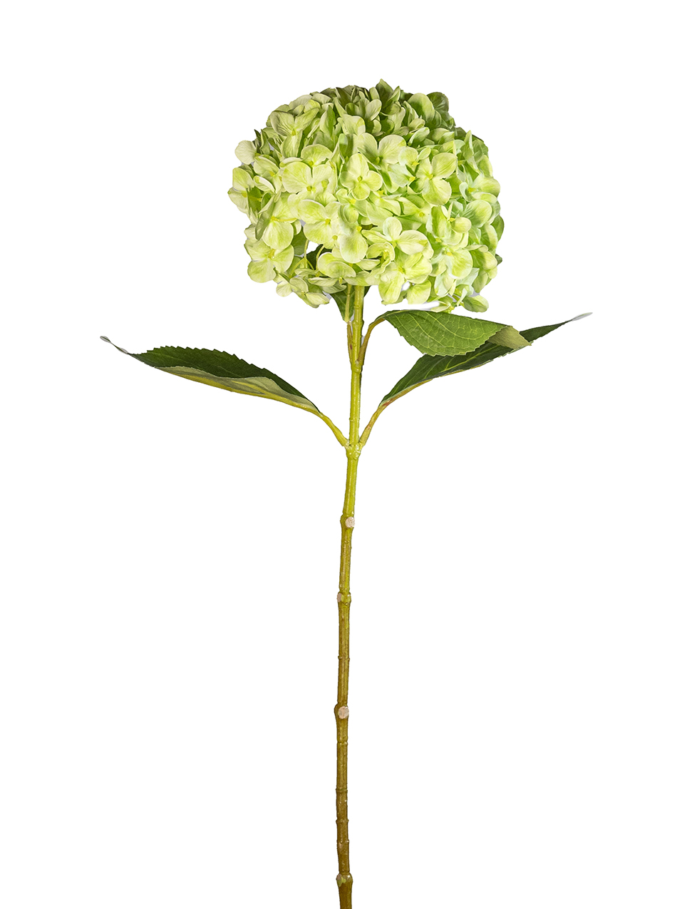 HYDRANGEA REAL TOUCH D.18CM. L70CM. VERDE CH.