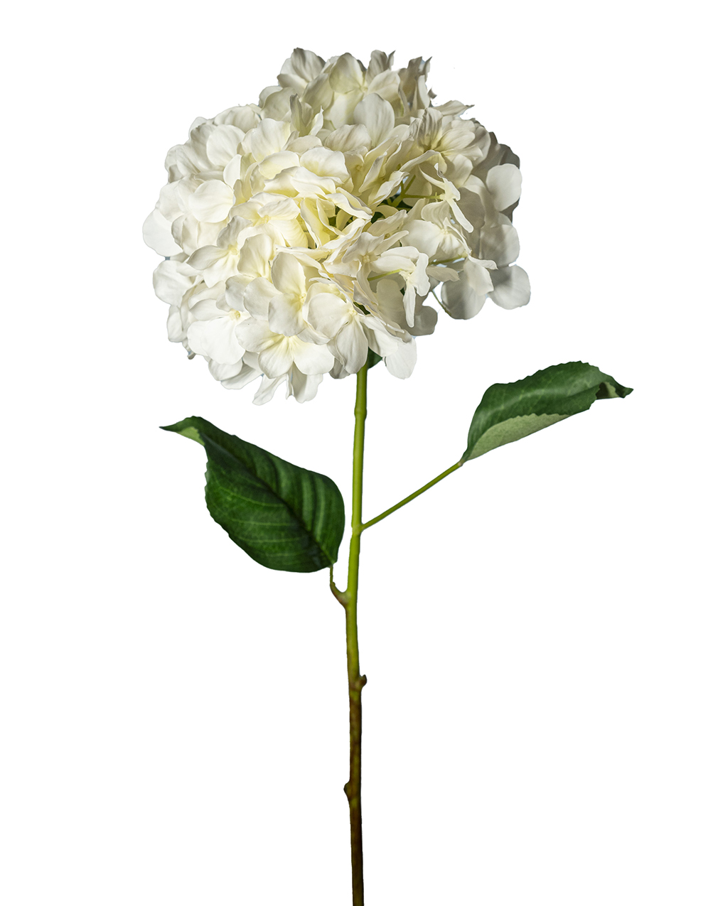 HYDRANGEA SPRAY D25 L75CM. CREMA ---NETTO---
