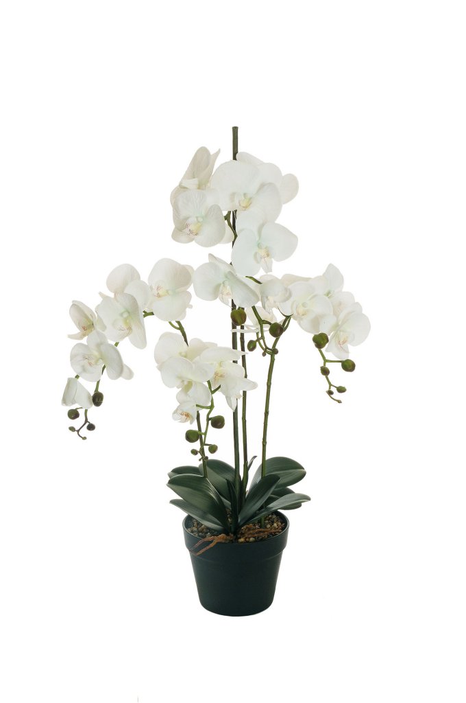 PIANTA PHALAENOP.REAL TOUCH 4RAMI H80CM.