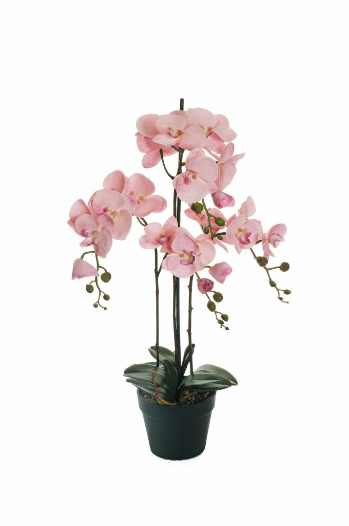 PIANTA PHALAENOP.REAL TOUCH 4RAMI H80CM. LT MAUVE