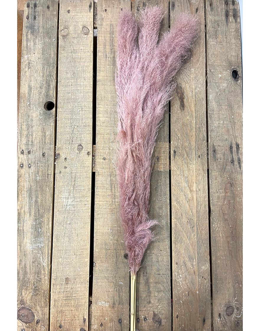 PAMPAS THAILAND 140CM. 3PZ. ROSA ANT.