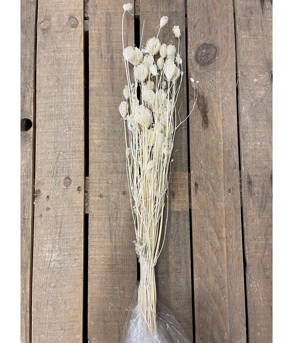 FINOCCHIO SELVATICO 110CM. 200GR. BIANCO